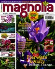 : Magnolia - 3/2015