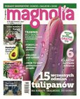 : Magnolia - 3/2017